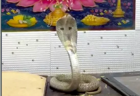 పూజ గదిలో వెలిసిన నాగదేవత.. భక్తితో మొక్కిన కుటుంబ సభ్యులు!