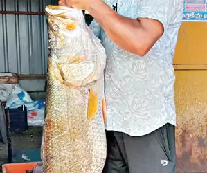 లాస్ట్ మినిట్ లక్: వేట ముగిసే వేళ వలలో పడ్డ భారీ పండుగప్ప! ధర ఎంతో తెలుసా ?