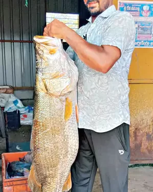 లాస్ట్ మినిట్ లక్: వేట ముగిసే వేళ వలలో పడ్డ భారీ పండుగప్ప! ధర ఎంతో తెలుసా ?