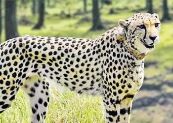 భక్తుల ప్రాణాలు అరచేతిలో: శ్రీవారిమెట్టు సరస్వతీ మండపం వద్ద చిరుతపులి పహారా!