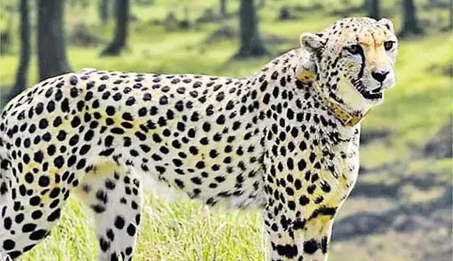 భక్తుల ప్రాణాలు అరచేతిలో: శ్రీవారిమెట్టు సరస్వతీ మండపం వద్ద చిరుతపులి పహారా!