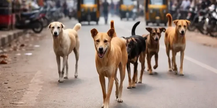 ఇంటి ముందు ఆడుకుంటున్న బాలికపై వీధికుక్కల దాడి