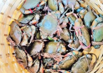 అడవిలో గిరిజనులకు అరుదైన సంపద..కొండ పీతలు మార్కెట్‌లో భారీ డిమాండ్