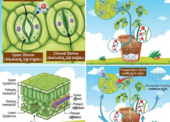 మొక్కల జీవక్రియలో అద్భుత ప్రక్రియమొక్కలు వదిలే ‘ఆవిరి’: బాష్పోత్సేకం అంటే ఏమిటి?