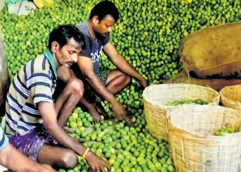 రైతులకు ఊరట: నిమ్మకాయలకు అరుదైన గిట్టుబాటు ధర