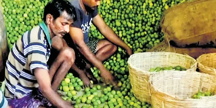 రైతులకు ఊరట: నిమ్మకాయలకు అరుదైన గిట్టుబాటు ధర