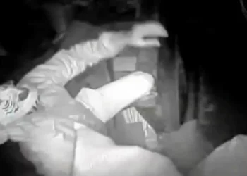 సింహం మాస్క్తో కిరాణా షాపులో దొంగతనం