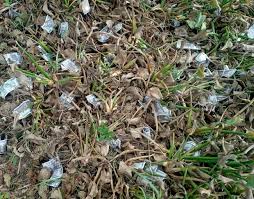 లచ్చాపురంలో రూ.500 నోట్ల కలకలం