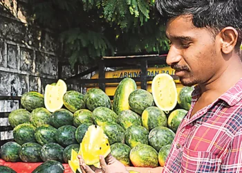 వావ్ అనిపిస్తున్న 'యెల్లో వాటర్ మిలన్'.. గింజలు తక్కువ.. తీపి ఎక్కువ!