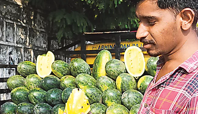 వావ్ అనిపిస్తున్న 'యెల్లో వాటర్ మిలన్'.. గింజలు తక్కువ.. తీపి ఎక్కువ!