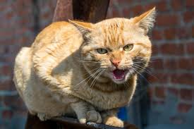 పిల్లులతో జాగ్రత్త: రేబిస్‌ ఎలా వస్తుంది?