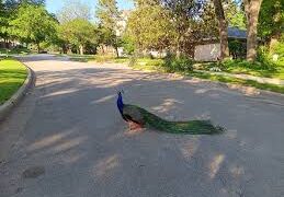 హైదరాబాద్ వీధుల్లో నెమలి సంచారం.. కేబీఆర్ పార్క్ నుంచి జనారణ్యంలోకి!