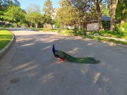 హైదరాబాద్ వీధుల్లో నెమలి సంచారం.. కేబీఆర్ పార్క్ నుంచి జనారణ్యంలోకి!