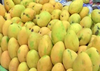 మామిడికాయలు మార్కెట్లోకి.. వైద్యుల హెచ్చరిక