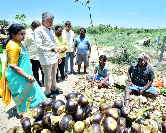 126088155 200526cbnn1a రోడ్డు పక్కన ఆగి తాటి ముంజలు తిన్న సీఎం చంద్రబాబు దంపతులు