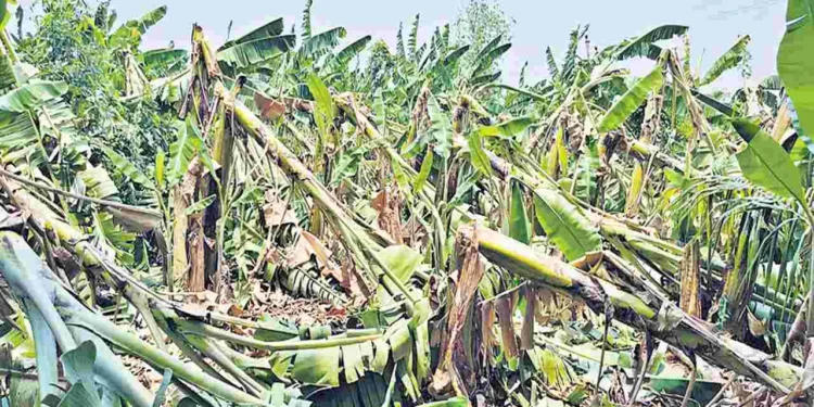 ఈదురు గాలులకు చీపురుపల్లిలో నేలకొరిగిన అరటి తోటలు