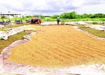మొక్కజొన్న కొనుగోళ్లపై ప్రత్యేక అప్రమత్తతకు ఆదేశాలు