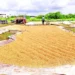 మొక్కజొన్న కొనుగోళ్లపై ప్రత్యేక అప్రమత్తతకు ఆదేశాలు
