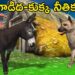 గాడిద–కుక్క నీతికథ