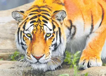 రాజవొమ్మంగి మండలంలో మళ్లీ పులి దాడులు: 9 లేగ దూడలు మృతి