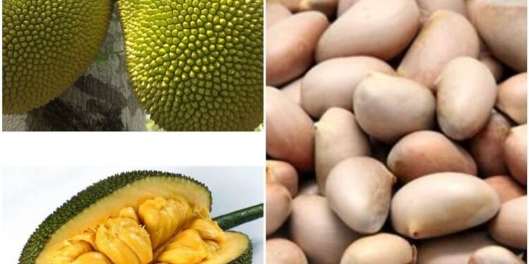 పనస గింజల అద్భుత ఆరోగ్య ప్రయోజనాలు తెలుసా? నిపుణుల సూచనలు ఇవే