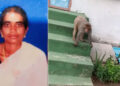 కోతుల పోట్లాటతో సిమెంట్ ఇటుక పడి మహిళ మృతి – జగిత్యాలలో విషాద ఘటన