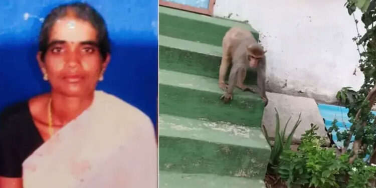 కోతుల పోట్లాటతో సిమెంట్ ఇటుక పడి మహిళ మృతి – జగిత్యాలలో విషాద ఘటన