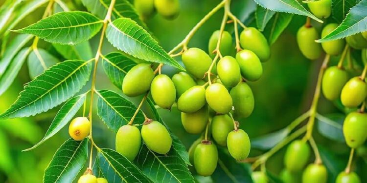వేప పండు ఆరోగ్య రహస్యాలు: ఆయుర్వేదంలో అపూర్వ ఔషధ గని
