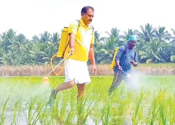 పొలంలో కార్మికులతో కలిసి పనులు చేసిన మంత్రి నిమ్మల రామానాయుడు