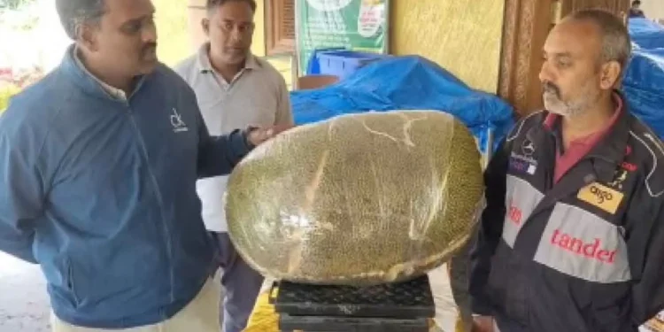 72 కిలోల భారీ పనసకాయ.. గిన్నిస్ రికార్డుపై కన్నేసిన కర్ణాటక రైతు 1 72 కిలోల భారీ పనసకాయ.. గిన్నిస్ రికార్డుపై కన్నేసిన కర్ణాటక రైతు