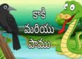 కాకి సమయస్ఫూర్తి.. పాము పన్నాగానికి ముగింపు