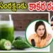 ఆరోగ్యానికే కాదు.. జుట్టుకూ కాకరకాయ ప్రయోజనాలు