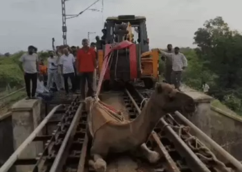 బ్రిడ్జిపై చిక్కుకున్న ఒంటె.. రైలును ఆపి ప్రాణం కాపాడిన అధికారులు 14 బ్రిడ్జిపై చిక్కుకున్న ఒంటె.. రైలును ఆపి ప్రాణం కాపాడిన అధికారులు