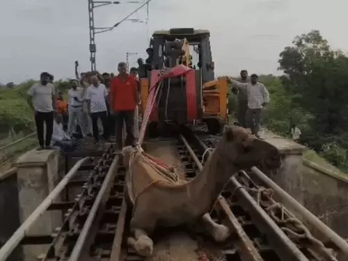 బ్రిడ్జిపై చిక్కుకున్న ఒంటె.. రైలును ఆపి ప్రాణం కాపాడిన అధికారులు 1 బ్రిడ్జిపై చిక్కుకున్న ఒంటె.. రైలును ఆపి ప్రాణం కాపాడిన అధికారులు