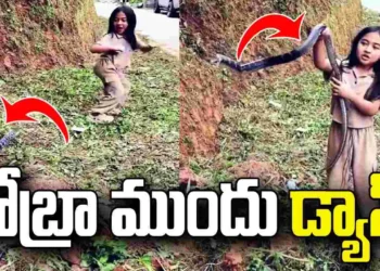 పాము పేరు వింటేనే భయం.. కింగ్‌ కోబ్రా ముందే చిన్నారి డ్యాన్స్‌