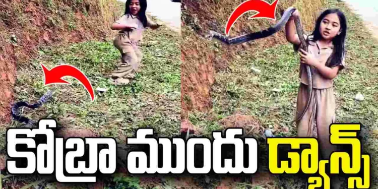పాము పేరు వింటేనే భయం.. కింగ్‌ కోబ్రా ముందే చిన్నారి డ్యాన్స్‌