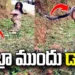 పాము పేరు వింటేనే భయం.. కింగ్‌ కోబ్రా ముందే చిన్నారి డ్యాన్స్‌