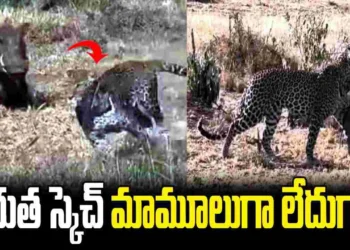 పిల్ల నుంచి తల్లిని వేరు చేసి.. చిరుత స్కెచ్ చూస్తే మతిపోవాల్సిందే..