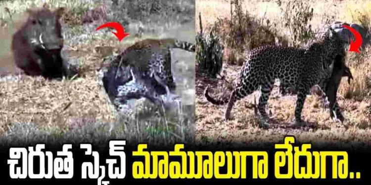 అడవిలో చిరుత వేట.. వ్యూహం చూస్తే నెటిజన్లు షాక్ 1 పిల్ల నుంచి తల్లిని వేరు చేసి.. చిరుత స్కెచ్ చూస్తే మతిపోవాల్సిందే..