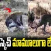 అడవిలో చిరుత వేట.. వ్యూహం చూస్తే నెటిజన్లు షాక్ 8 పిల్ల నుంచి తల్లిని వేరు చేసి.. చిరుత స్కెచ్ చూస్తే మతిపోవాల్సిందే..
