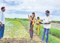 ఈ-పంటలో నమోదైతేనే బీమా భరోసా