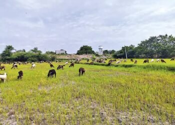 గొర్రెలకు మేతగా మారిన వరిపైరు