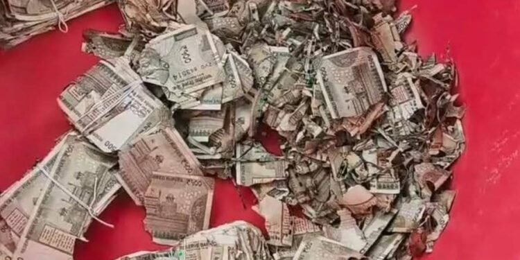 రైతుకు తీరని నష్టం.. చెదపురుగులు తినేసిన రూ.5 లక్షలు 1 రైతుకు తీరని నష్టం.. చెదపురుగులు తినేసిన రూ.5 లక్షలు
