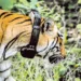 పులి ఎక్కడుందో చెప్పే ‘డిజిటల్‌ గంట’!
