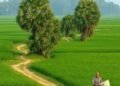 మట్టి పరిమళం