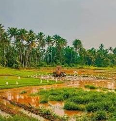 నేల పిలుపు