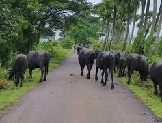 పచ్చని పిలుపు