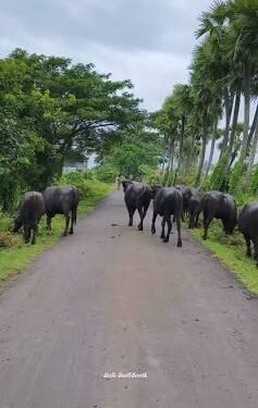 పచ్చని పిలుపు