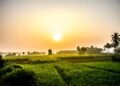 మట్టి వాసన – కొత్త ఉదయం